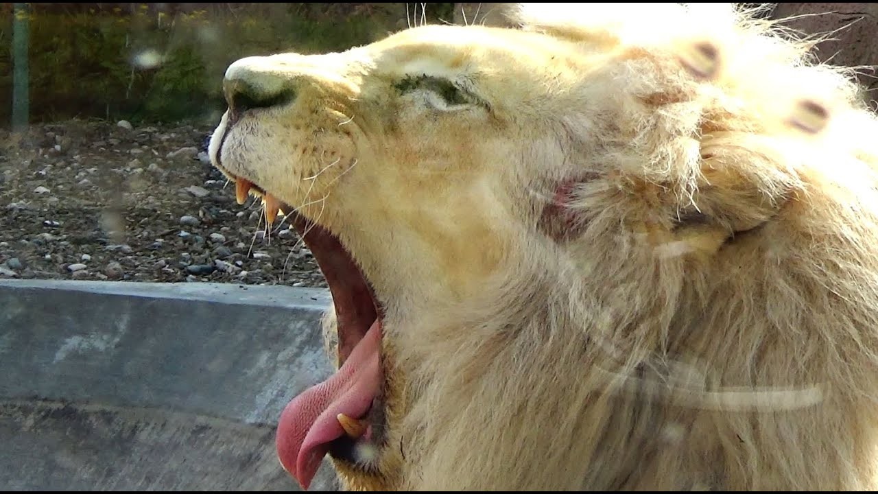La Gradina Zoologica din Brasov leul era ranit...