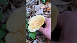 În pădure după ciuperci. Am găsit bureți de prun și am identificat o ciupercă nouă pentru mine