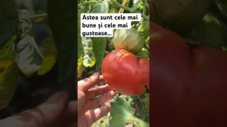 Astea sunt cele mai bune și mai gustoase roșii 🍅