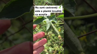 Nu sunt castraveți 🥒 este o plantă înrudită cu aceștia