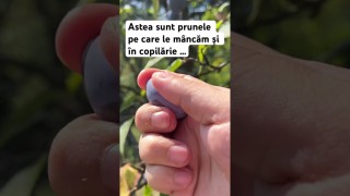 Astea sunt prunele pe care le mâncam și în copilărie în vacanta de vară de la țară …