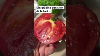 O roșie 🍅 frumoasă pentru salată direct din grădina bunicilor de la țară …