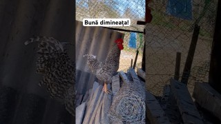 Bună dimineața!