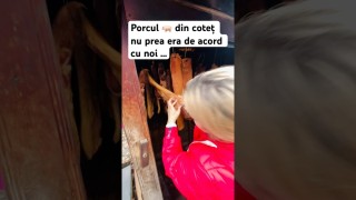 Porcul din coteț nu prea era de acord cu noi …