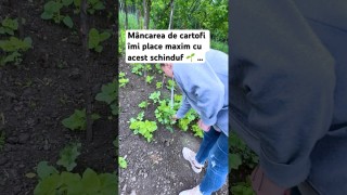 Mâncarea de cartofi îmi place maxim cu acest schinduf …