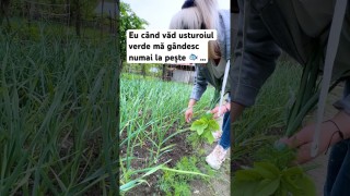 Eu când văd usturoiul acesta verde îmi vine în cap numai peste 🐟…