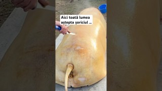 Aici toată lumea aștepta șoriciul …